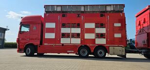 DAF XF 105.510  dyretransport lastebil + livdyrhenger