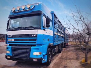 DAF XF 95 480 dyretransport lastebil + livdyrhenger
